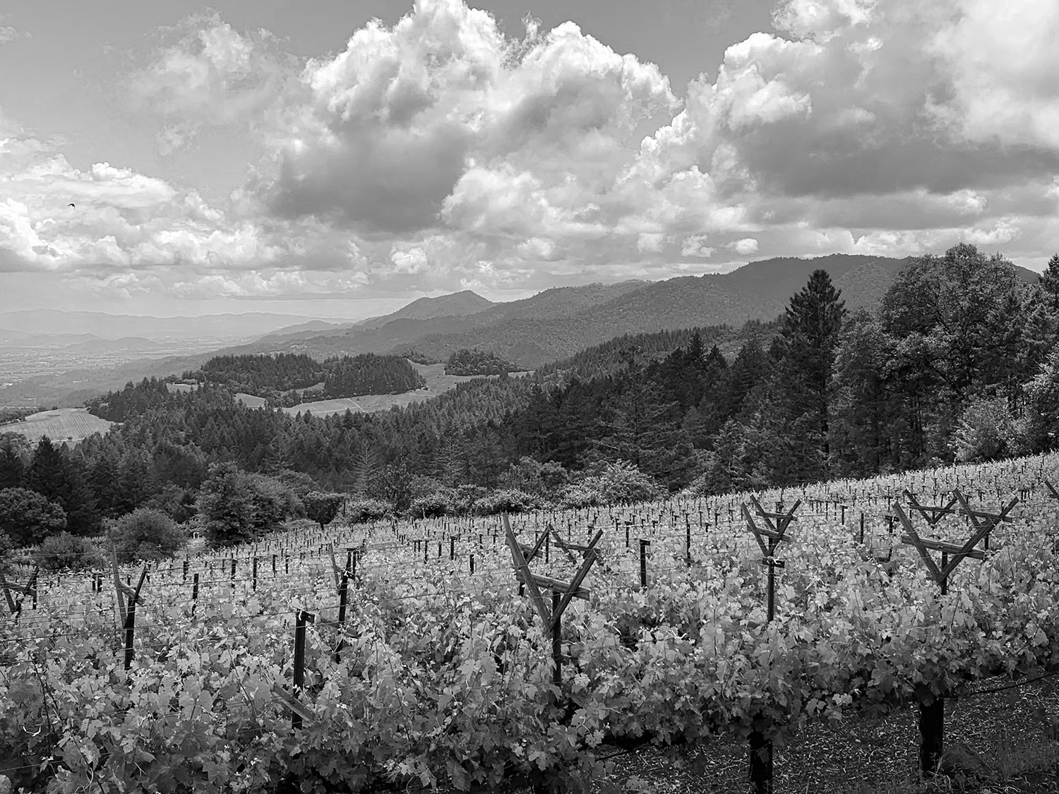 Our vines overlooking the Napa Valley.